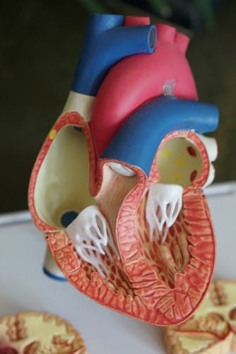 a cross-section of a human heart
